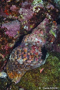 Charonia tritonis-Cap Vert Mille poissons-16m-20150408-Denis-ADER-DSC_9879_tn